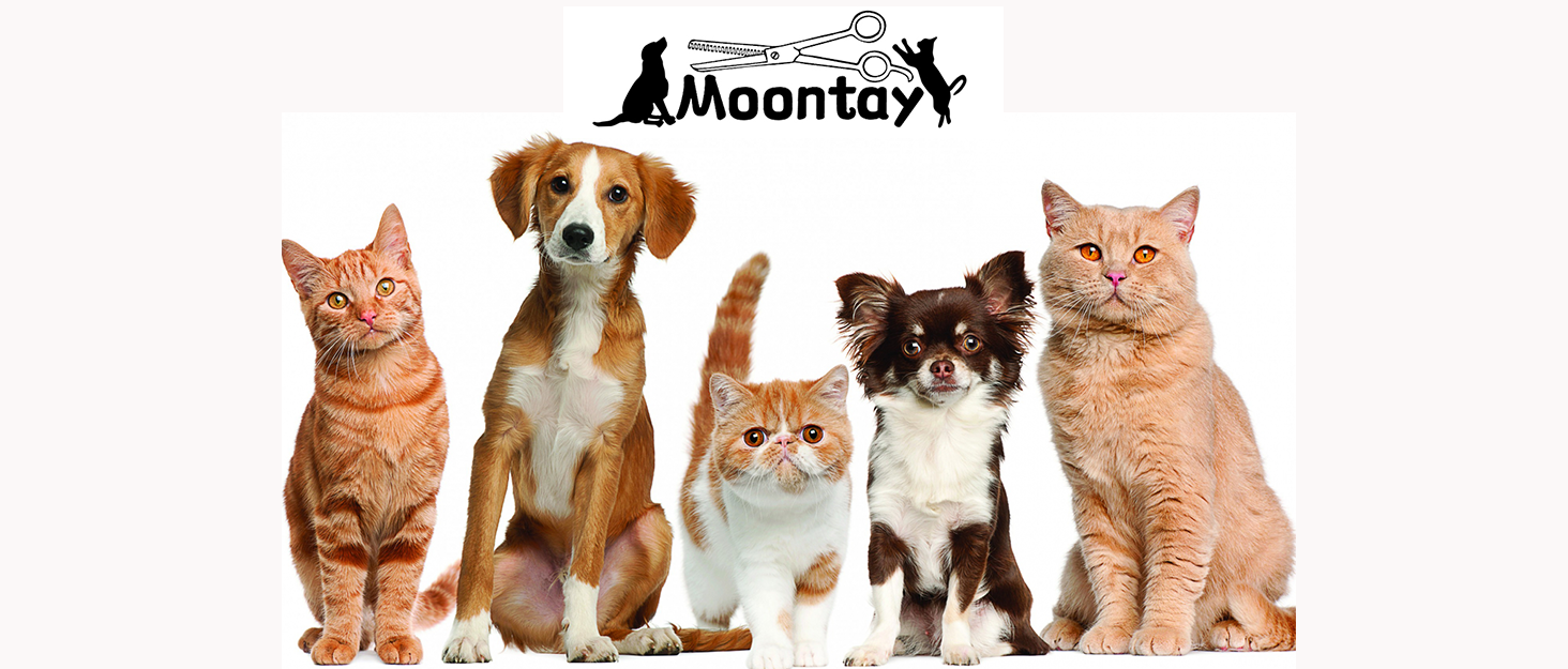 Набір професійних ножиць для грумінгу собак Moontay 7 дюймів: вигнуті, прямі, розріджуючі ножиці