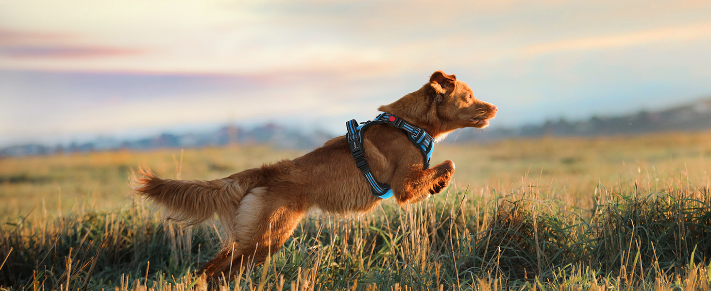 Нашийник для собак Rabbitgoo, великі породи, регульований, проти тяги, з ручкою, м'який, світловідбиваючий, блакитний, L (XL, 1 шт.)