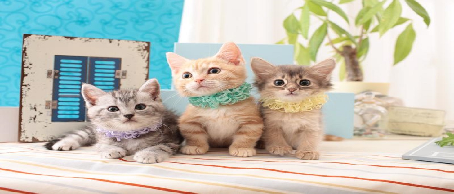 Кізочок Coolty: портативний вольєр для собак, котів та дрібних тварин, 91x91x58 см (бежевий + сірий)