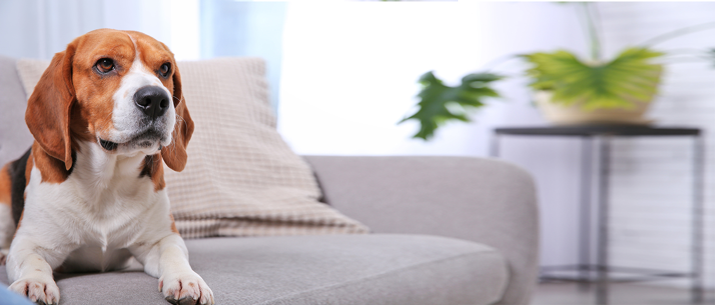 Водонепроникний килимок для собак Kritter Planet, м'який плед для собак, захист дивану та авто, 120x150 см, коричневий/туапе