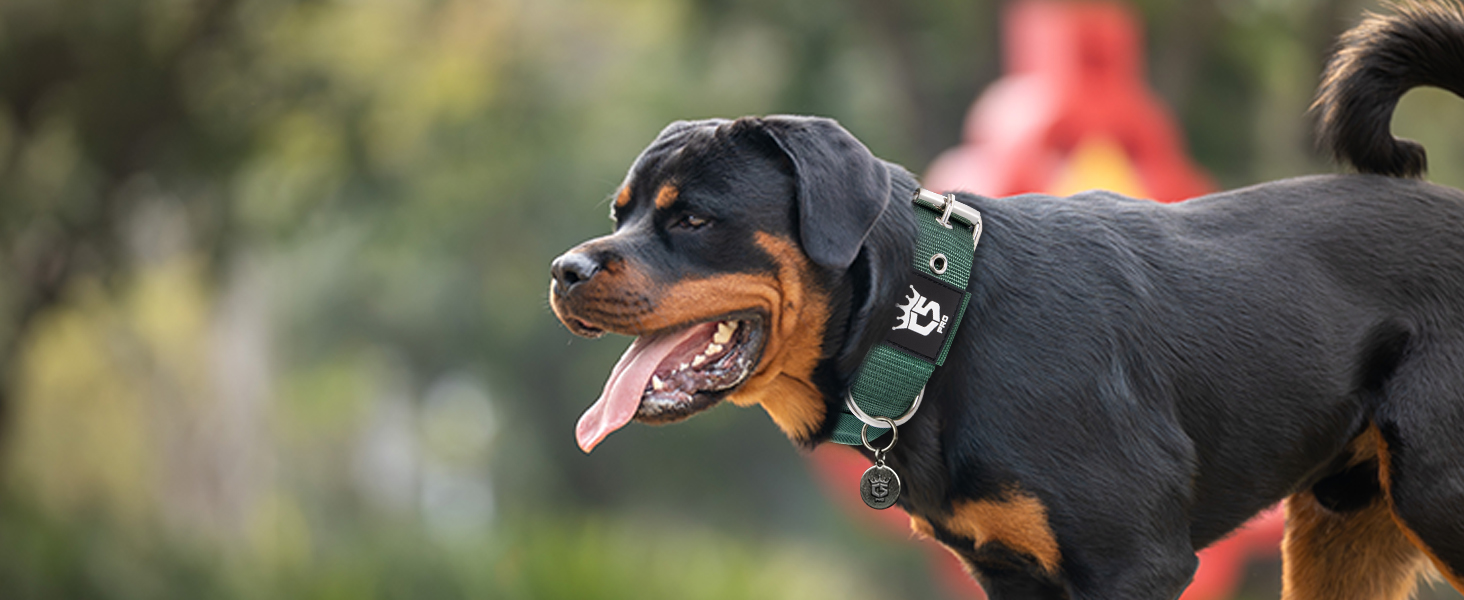 Тактичне нашийник для собак TSPRO, міцний, з металевою застібкою, 3.8 см, регульований, для середніх та великих собак (розмір M, 40-48 см), колір: фіолетовий