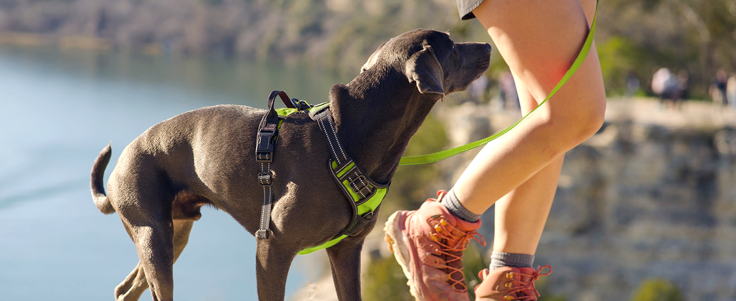 Нашийник для собак Joytale середнього розміру, світловідбиваючий, дихаючий, регульований, з ручкою для тренувань, M (1 шт., зелений)