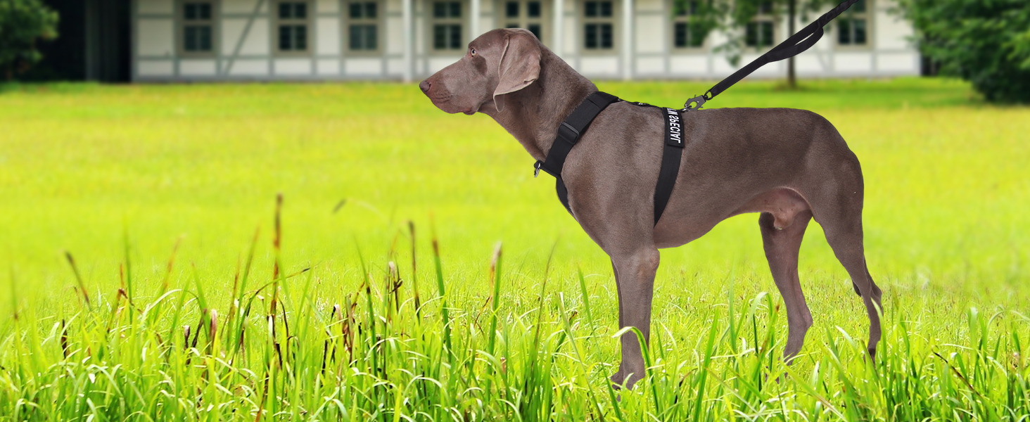 Шлейка для собак FEimaX для великих собак, тактична, не тягне, дихаюча, комфортна, сіра, міцна