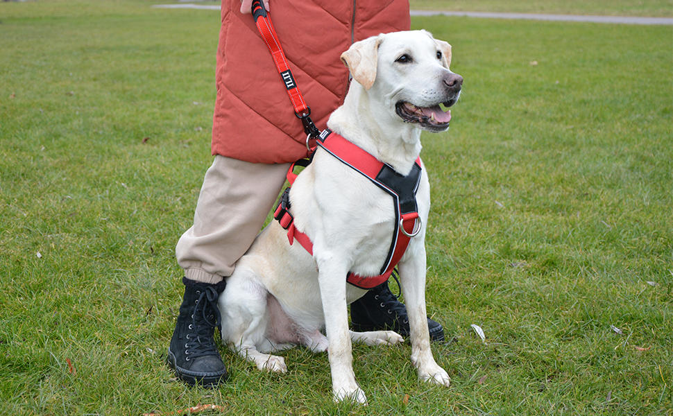 Нашийник для собак ILII Y - міцний, елегантний та комфортний. Унікальний дизайн для середніх та великих собак. Чорний, мінімальне покриття
