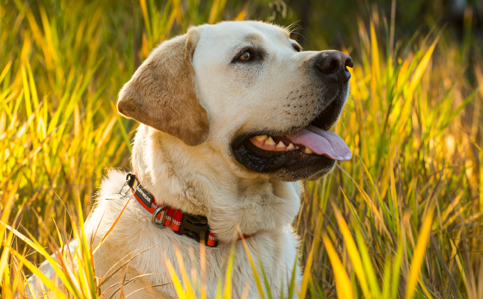 Нашийник для собак RUFFWEAR Crag, світловідбивний, зручний, для щоденного використання, зелений, 51–66 см