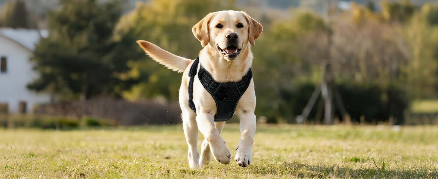 Світловідбиваючий нашийник для собак Joytale з LED, перезаряджуваний, для середніх собак, не тягне, з ручкою, регульований, для нічних прогулянок, чорно-синій, M (1 шт.)