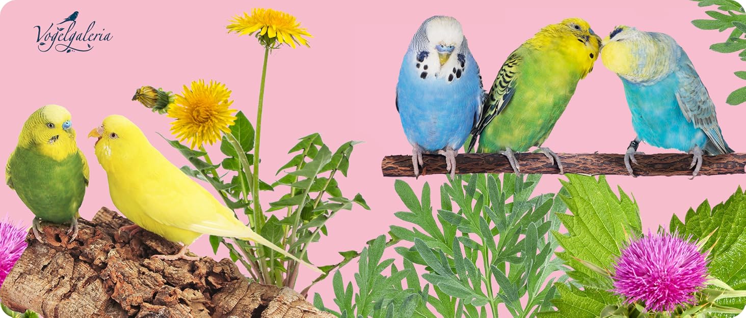 Дерев'яний будиночок для птахів Vogelgaleria® – спальне місце та укриття для хвилястих папуг, неразлучників, корелл, аксесуар для клітки та вольєра