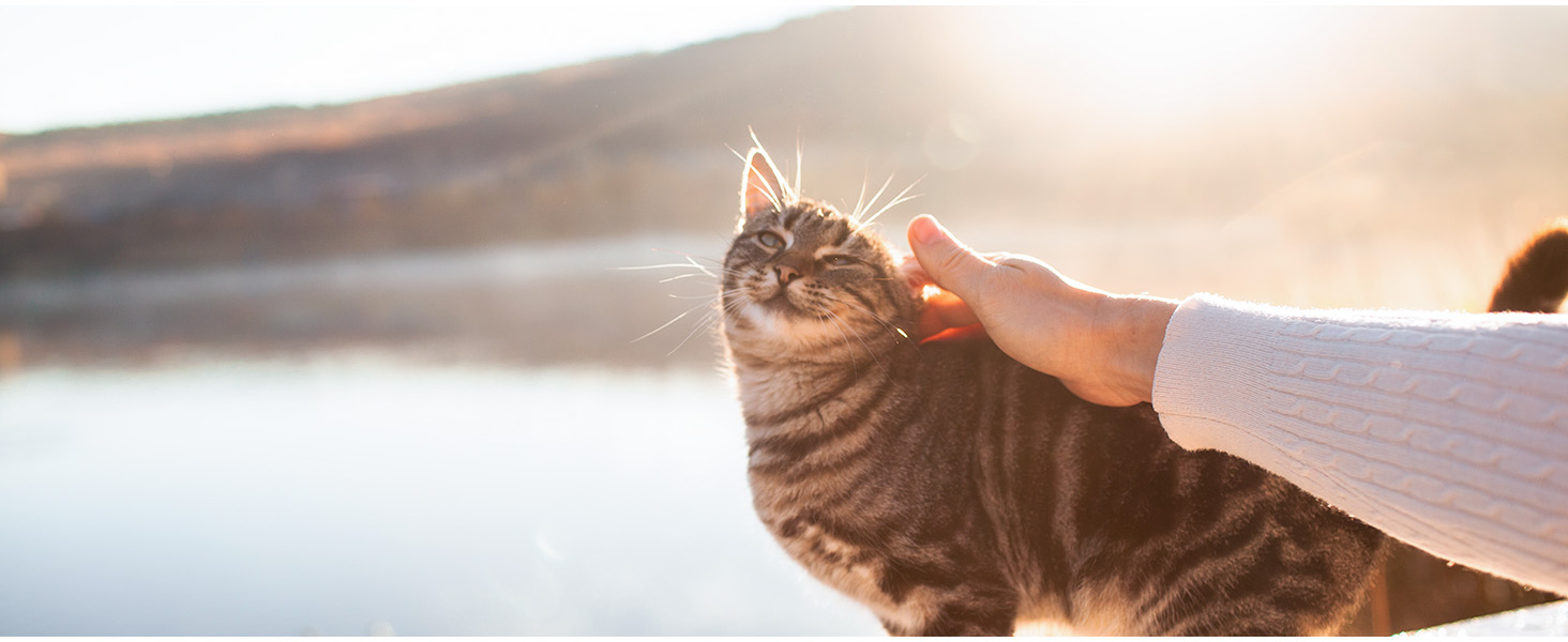 Транспортна переноска для котів та цуценят Morpilot до 5 кг, сіра, з колесами, 28 x 28 x 43 см