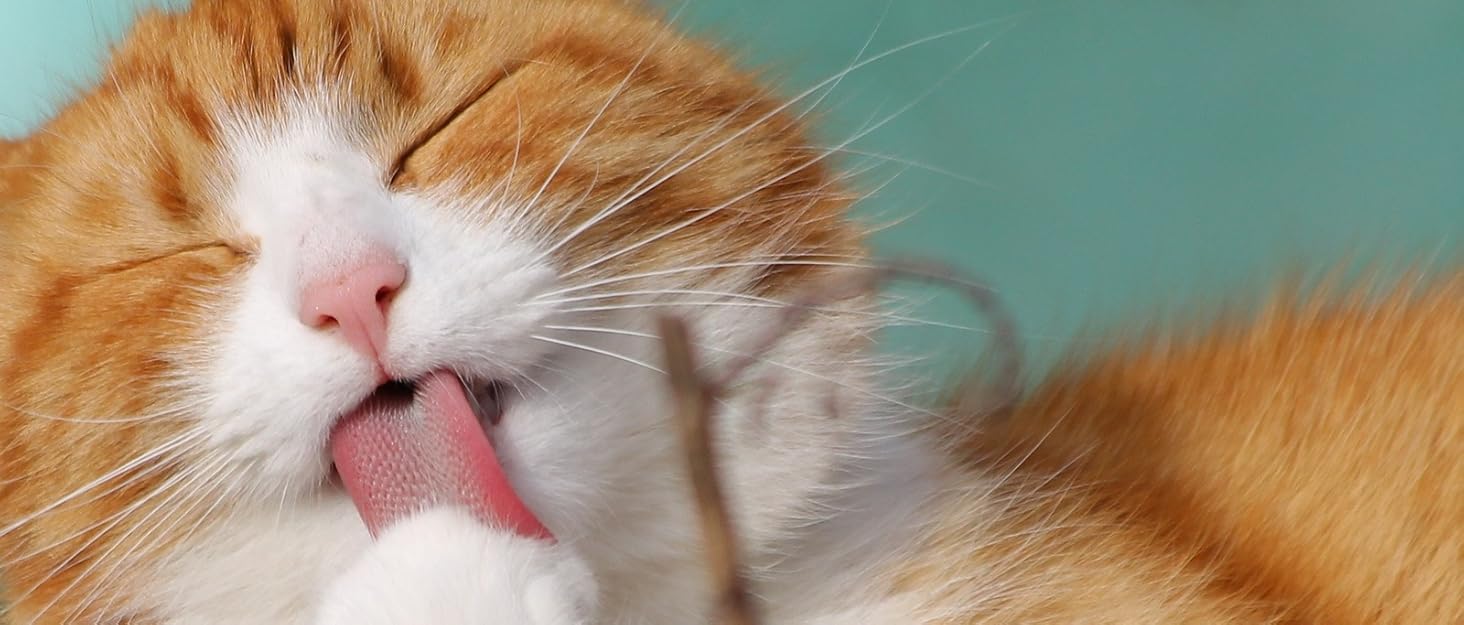 PAWSAGE® Бункер для котів з фетру, XL, 60*60*28 см, лежанка для котів, міцний фетр