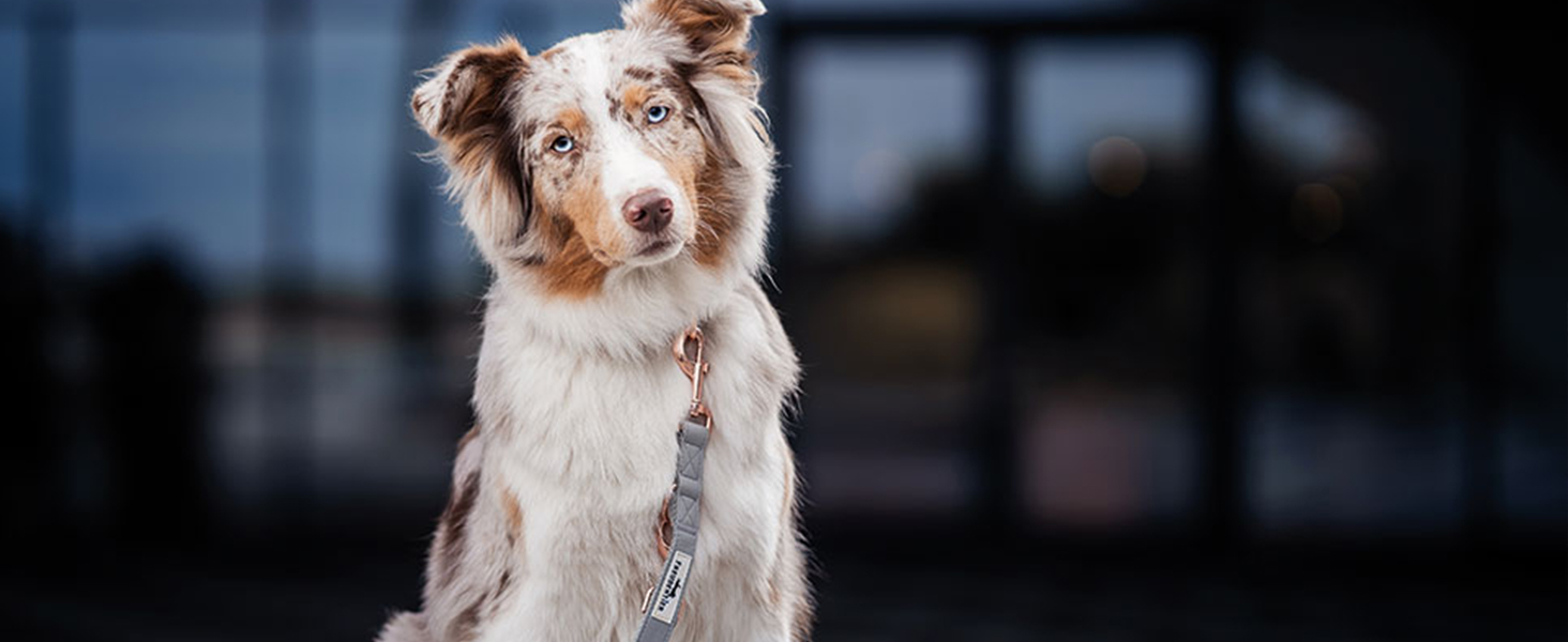 Нашийник для собак Freudentier з веганської шкіри, подарунковий мішечок, м'який, регульований та міцний. Підходить для собак середніх та великих порід, обхват шиї 34-49 см, ширина 2 см.