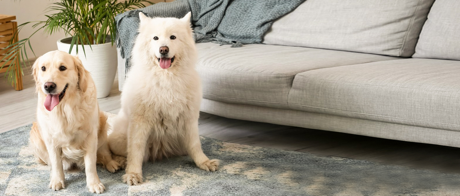 Миска для собак VIVAGLORY Splashfree – нерозливна миска з нержавіючої сталі та силіконовим килимком, сіра, 236 мл