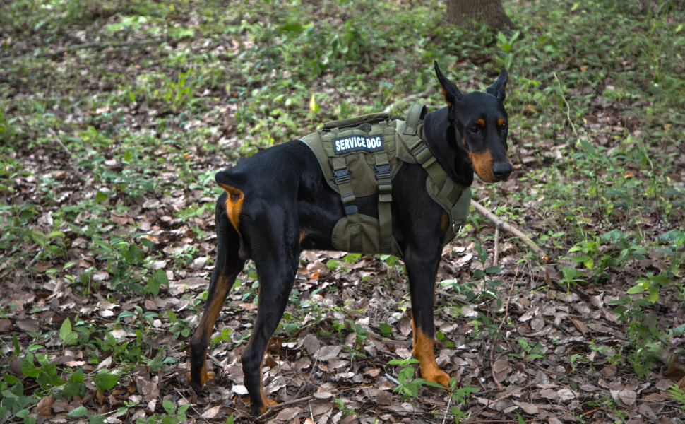 Тактичне обіднє повід для собак, навантажувальне обіднє повід для середніх та великих собак, дихаюча сітка, регульоване обіднє повід для службових собак з металевою застібкою 39г для тренувань, прогулянок (Зелений, L(Окружність шиї: 46-63см, Окружність грудей: 61-86см))