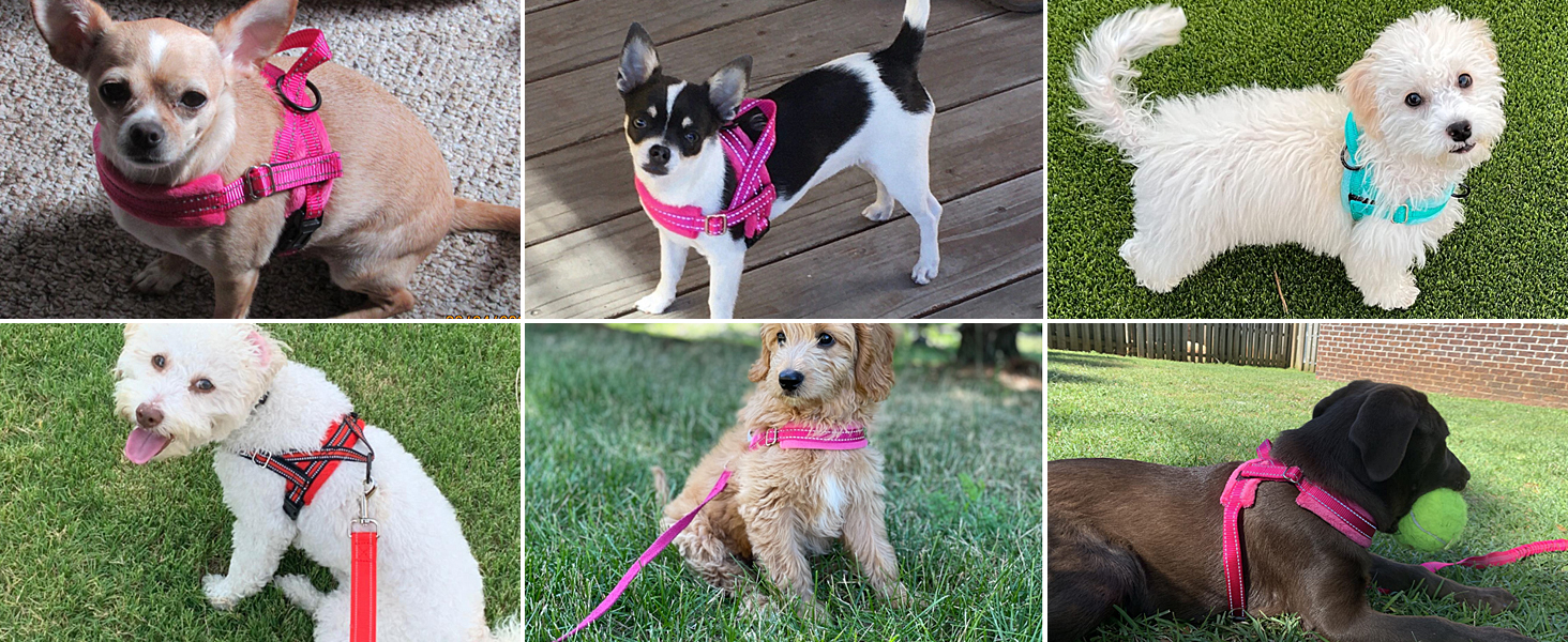 Шлейка для собак SlowTon з повідком, анти-тягнуча, регульована, світловідбиваюча, для цуценят, малих та середніх собак, безпечна, запобігає задушливості, зелена