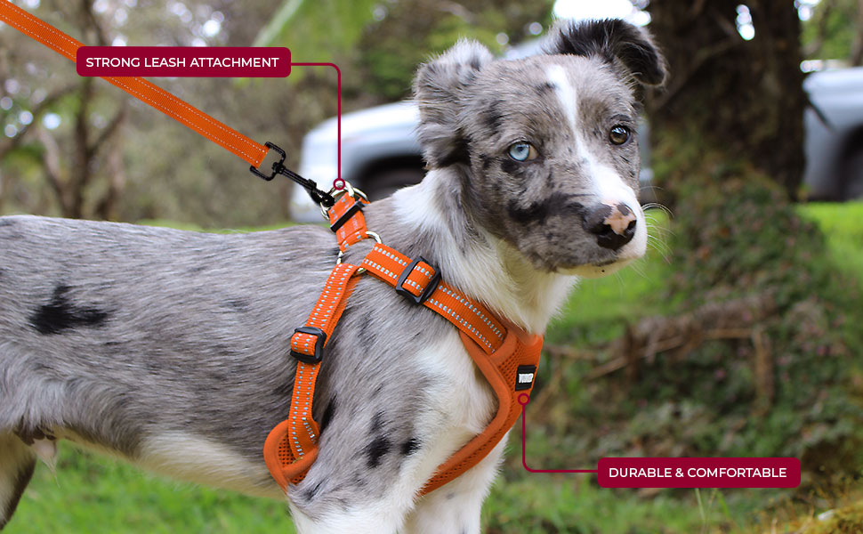 Шлейка для собак Voyager регульована з світловідбиваючими смугами Best Pet Supplies - міцна повна жилетка без натягу з кільцем для повідка, дихаюча, рожева, розмір XS (Обхват грудей: 13-16 дюймів)