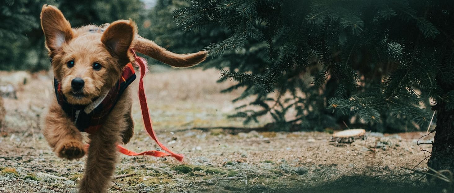 Нашийник для собак Martingale, світловідбиваючий, з зупиняючою функцією, для великих, середніх та маленьких собак, нейлон, блакитний, розмір L