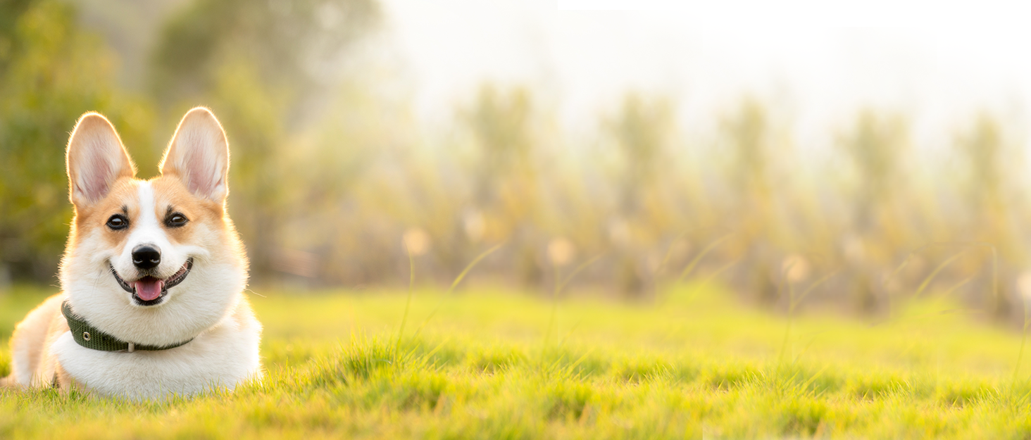 Транспортна переноска для котів та собак великих порід (до 20 кг), сіра. З колесами, складається.