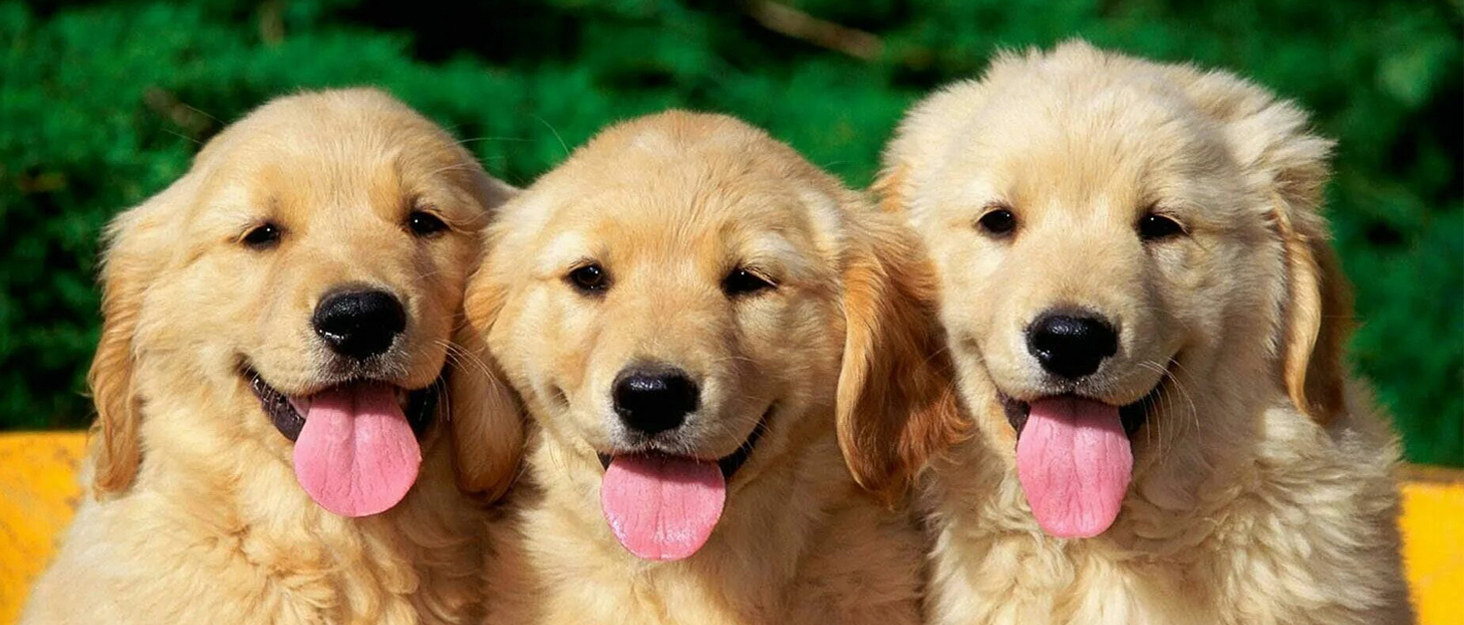 Нашийник для собак Eyein: м'який, з 2 застібками, світловідбиваючий, для великих та середніх собак, рожевий (L)