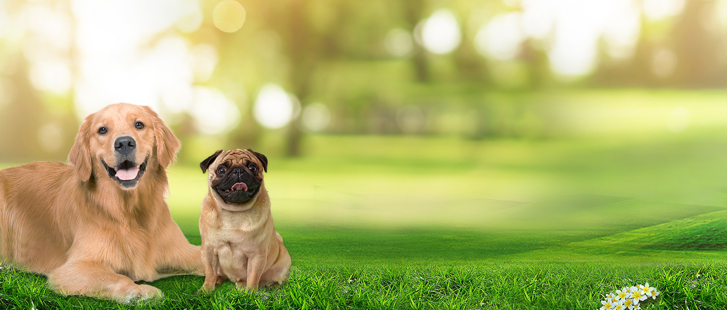 Нашийник для собак BaoCheng Anti Pull, протирвучий, малий/середній/великий, дихаюча сітка, зручне одягання/роздягання, 3 пряжки, безпечний, знімає напругу, світловідбиваючий (Хакі, S)