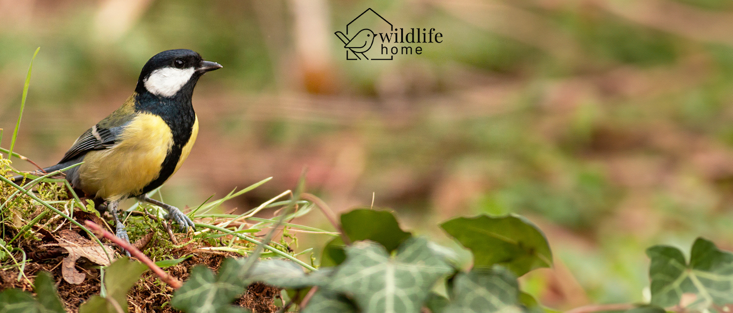 Дерев'яний будиночок для птахів WILDLIFE HOME Amsel, напіввідкритий, масивне дерево, для дроздів, малинівок, напівпечерних птахів, нефарбований, для підвішування, стійкий до погодних умов