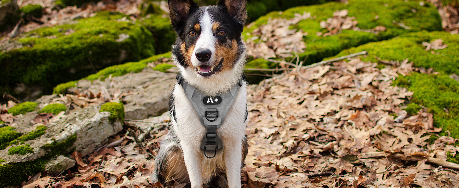 Шлейка для собак Rabbitgoo для великих собак без натягу, тактична, з MOLLE, металеві пряжки, дихаюча, військова, регульована, з підкладкою, L (1 шт., сіра)