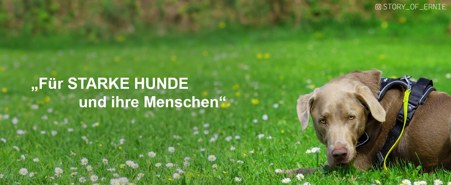 Шлейка для собак ORKANI Bravo 2025 - преміум, не тягне, з безпечним замком, дихаюча, м'яка, для маленьких, середніх та великих собак (S)