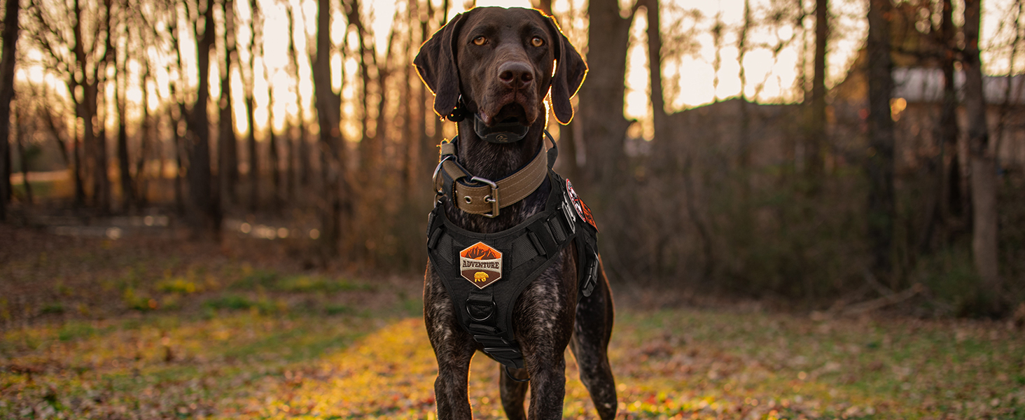 Шлейка для собак Rabbitgoo для великих собак без натягу, тактична нагрудна шлейка з MOLLE, металеві пряжки, дихаюча, військова, чорна, розмір L (1 шт.)