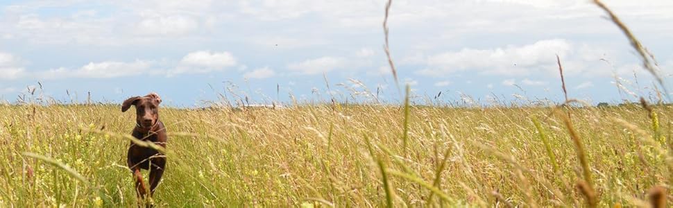 Повідок для собак із натуральної шкіри MICHUR Julieta, червоний, зі стразами, ліліями та великим кристалом, підходить до нашийника Julieta