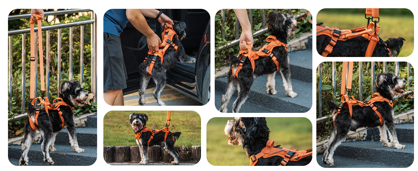 Шлейка для собак OneTigris Hopper для підтримки та реабілітації, XS (S:8-15кг, Обіх:36-51см, Грудка:51-69см), Помаранчевий