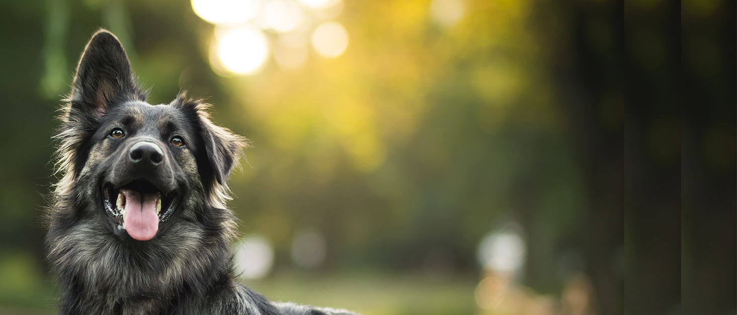 CO-Z Східці для собак, розкладні, 170 см, для легкого заїзду/сходу, до 90 кг, з антиковзким покриттям, підходять для всіх авто