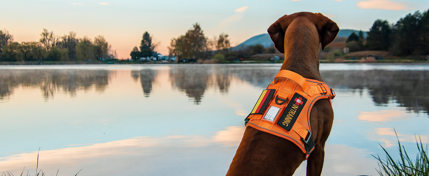 Нашийник для собак Rabbitgoo середнього розміру, анти-тяга, регульований з ручкою, міцний, тактичний, з металевими пряжками, для прогулянок (M, Оранжевий)