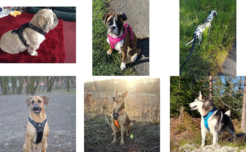 Шлейка для собак Truelove TLH5551 з ручкою, м'яка, з відбиваючим матеріалом, XS, помаранчевий