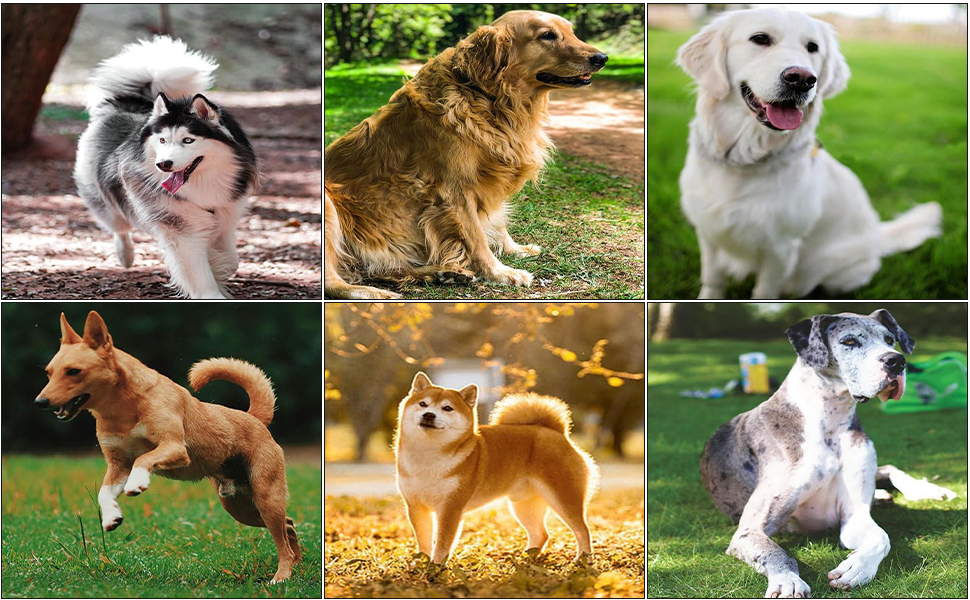 Висувна поводок для собак, 5 м, тренувальний поводок з міцної нейлонової стрічки, стопор з блокуванням та паузою, замок для собак маленьких та середніх порід (Рожевий)