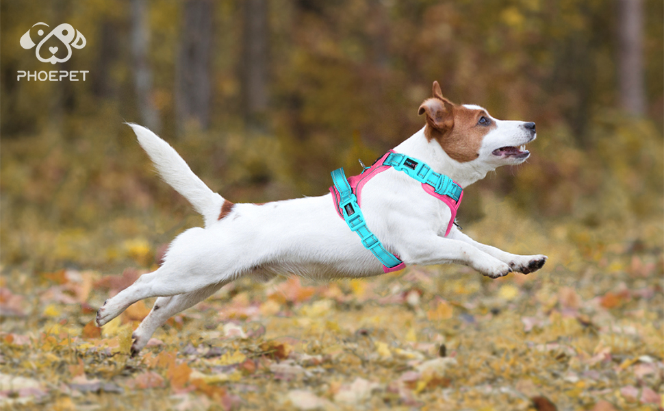 Шлейка для собак PHOEPET Anti-Zug з відбиваючими елементами, регульована, для цуценят та собак різних розмірів (XL, блакитна база & рожеві ремінці)
