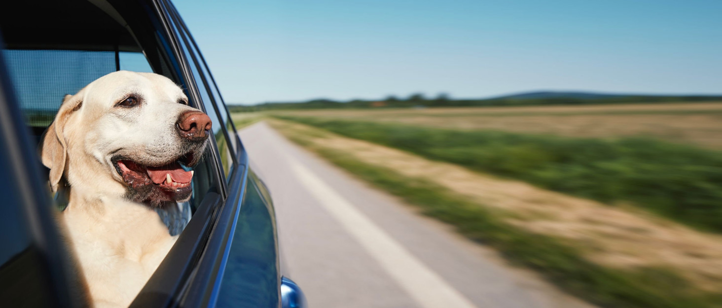 Автокрісло для собак та котів GGW | Безпечне автокрісло з подвійним кріпленням, водонепроникне, з кишенями, для малих собак та котів | Чорна шкіра