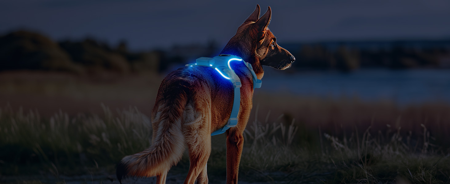 Світлодіодне шлейка для собак з підсвічуванням LED, перезаряджувана - шлейка з LED для собак маленьких, середніх та великих порід, світловідбиваюча, регульована, XL (Блакитний, Large)