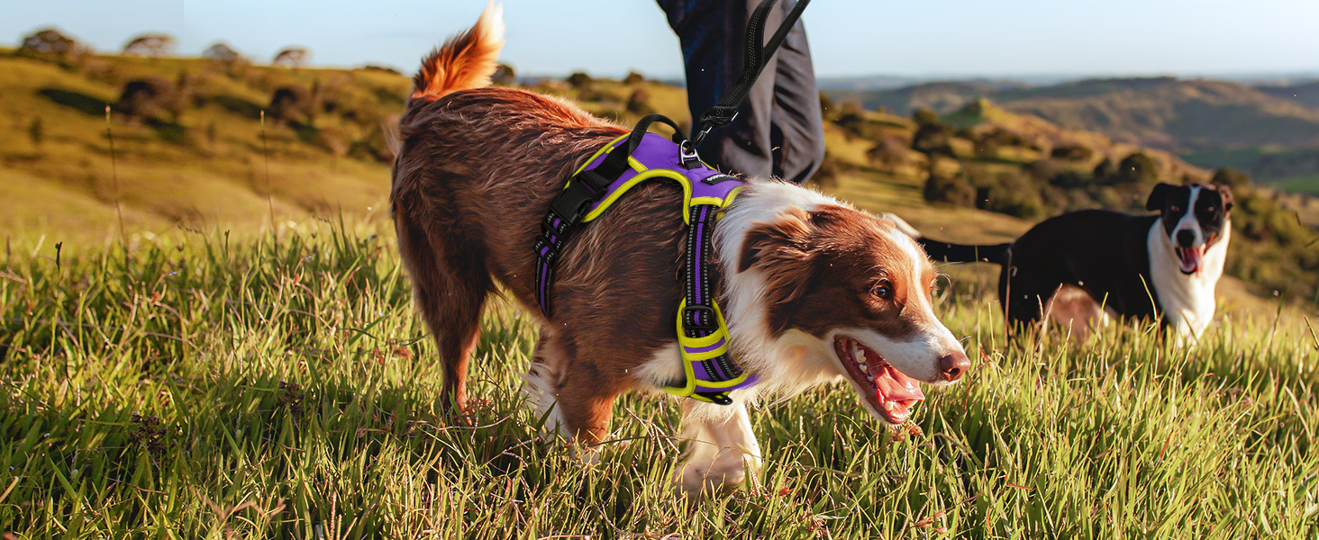 Нагрудник для собак Rabbitgoo середнього розміру, анти-тяга, регульований, для великих собак, дихаючий, зі світловідбиваючими смугами, безпечне керування, L (фіолетовий+жовтий, упаковка з 1 шт.)