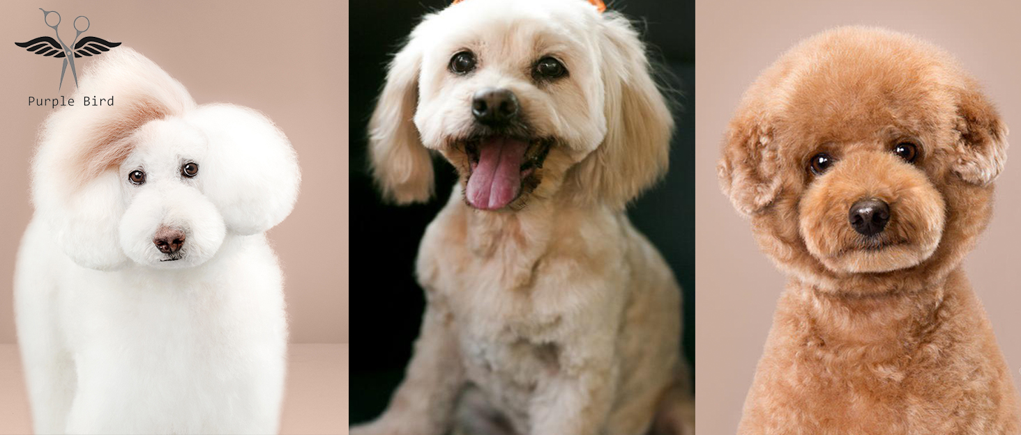 Ножиці для грумінгу собак та котів PURPLEBIRD 7.0 дюймів, вигнуті, з японської сталі 440C, ручна робота