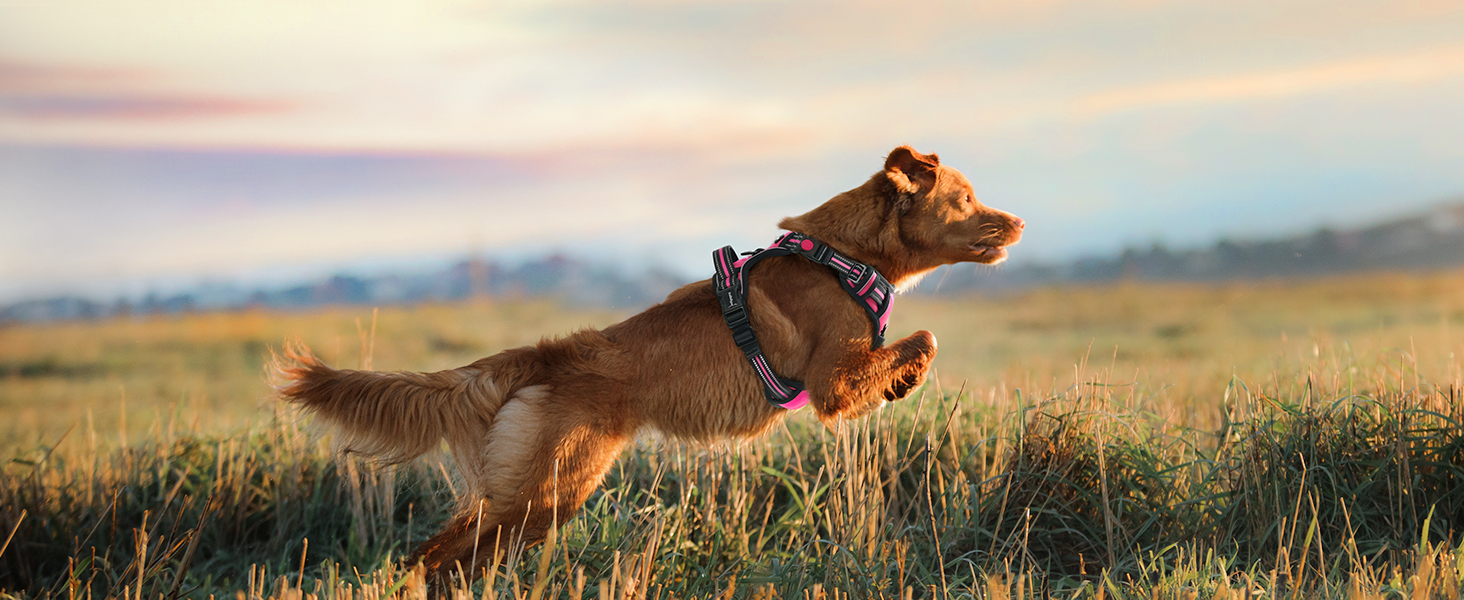 Нашийник для собак Rabbitgoo, великі породи, регульований, без натягування, з ручкою, анти-тяга, м'яка підкладка, світловідбиваючий, розмір L (XL), рожевий