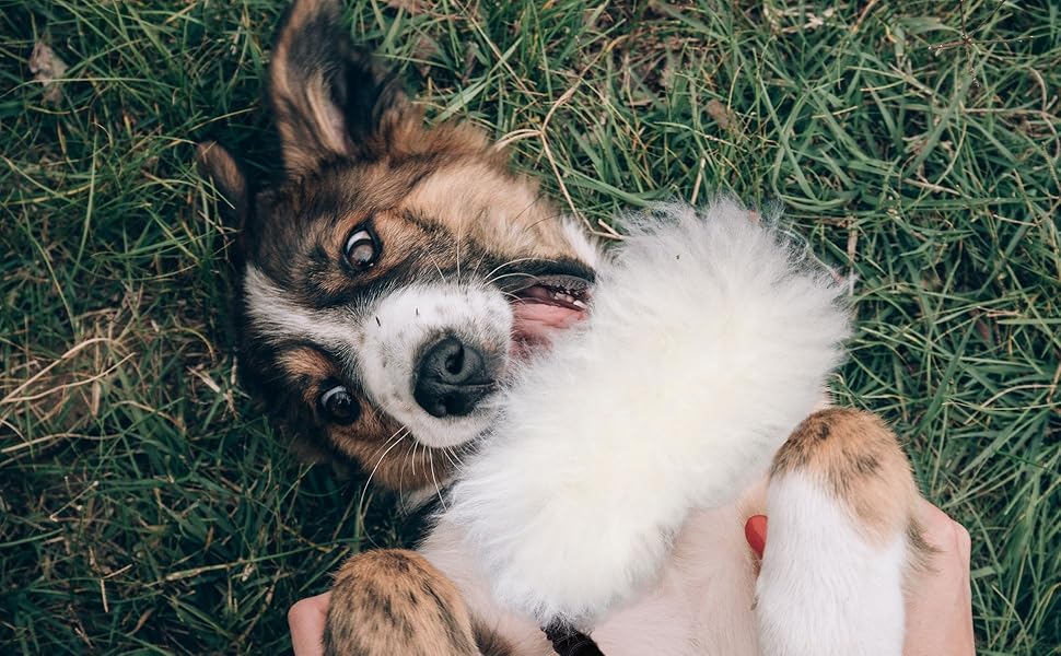Іграшка для собак Dingo з овечої шерсті з банджі-ручкою, апорт для тренування та перетягування, чорна ручка