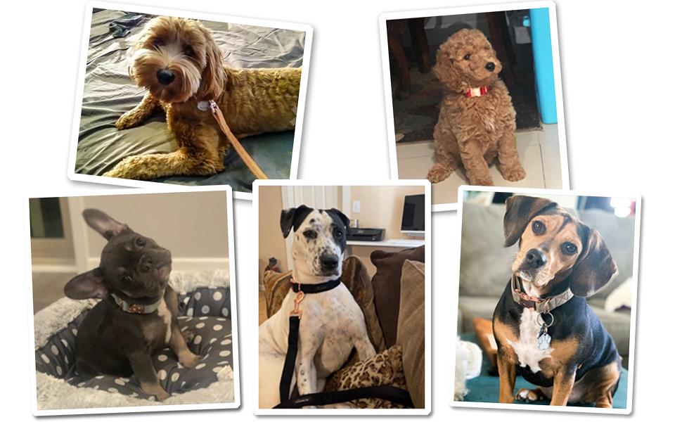 Набір повідка та нашийника для собак Aring Pet, оксамитовий нашийник та повідок, регульований нашийник для маленьких, середніх та великих собак, блакитний