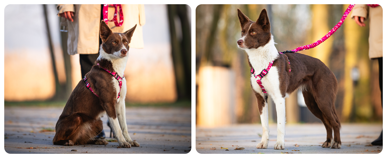 Шлейка для собак середніх порід Champagne Kiss M: регульована, не вбирає вологу, з контролем, легка