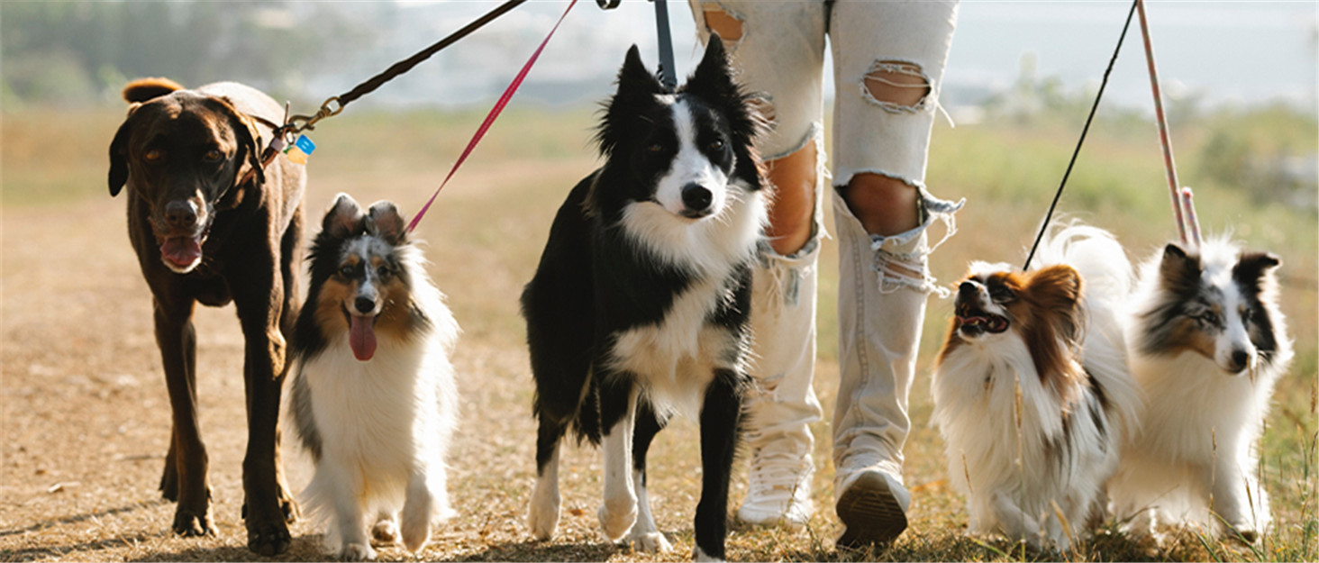 Кілим-охолодження для собак UIQELYS, зелений, без гелю, з тканини та велюру, миється, 45x75 см