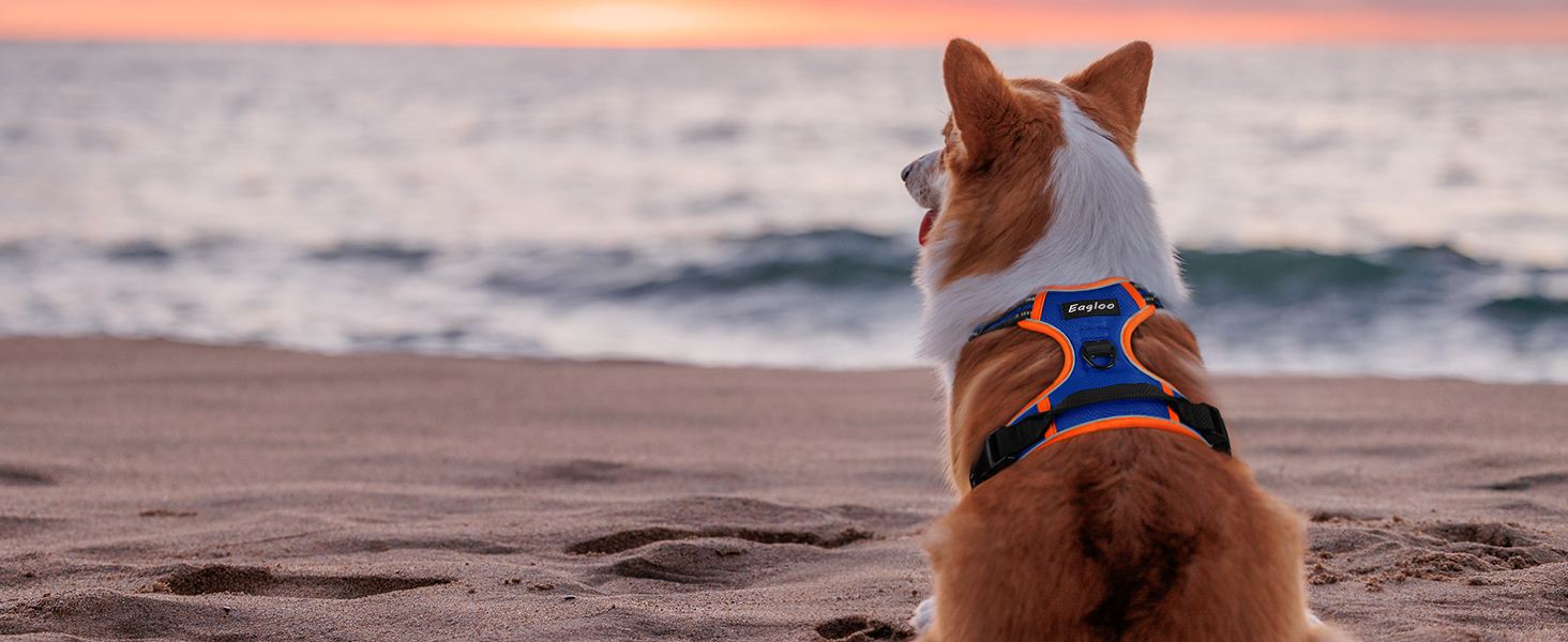 Шлейка для собак Eagloo великих порід, анти-тяга, з світловідбиваючими смугами, регульована, для Лабрадора, розмір L (XS, 1 шт., блакитний & оранжевий)