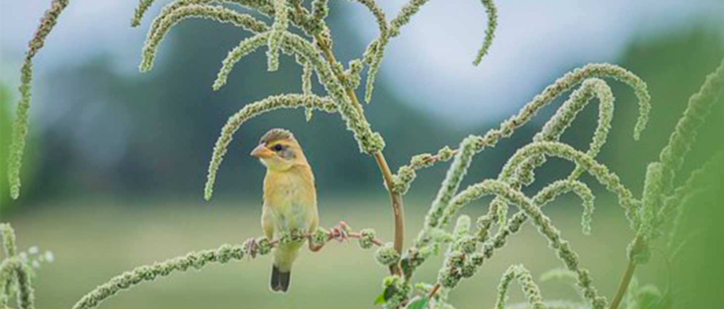 Розкладний садовий пуф для кемпінгу та відпочинку на природі (середній)