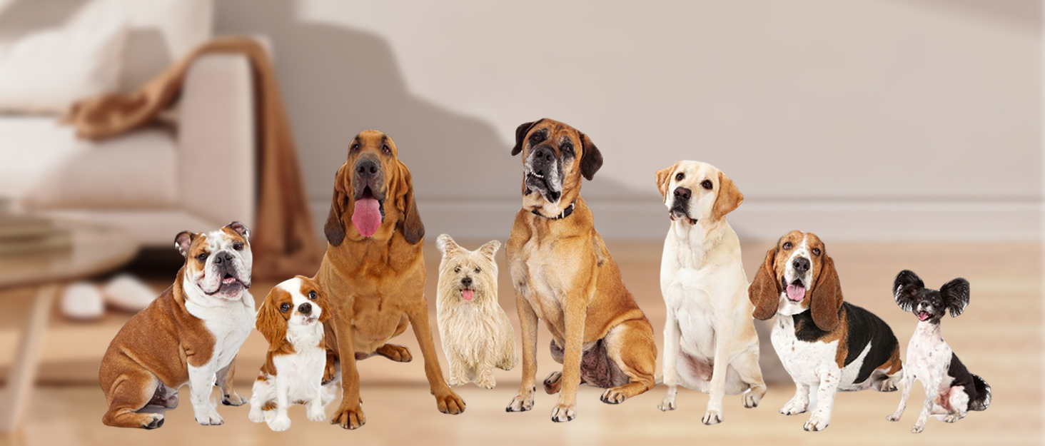 Професійна машинка для стрижки тварин IPX7: тиха, бездротова, для собак та котів. Підходить для всіх типів шерсті