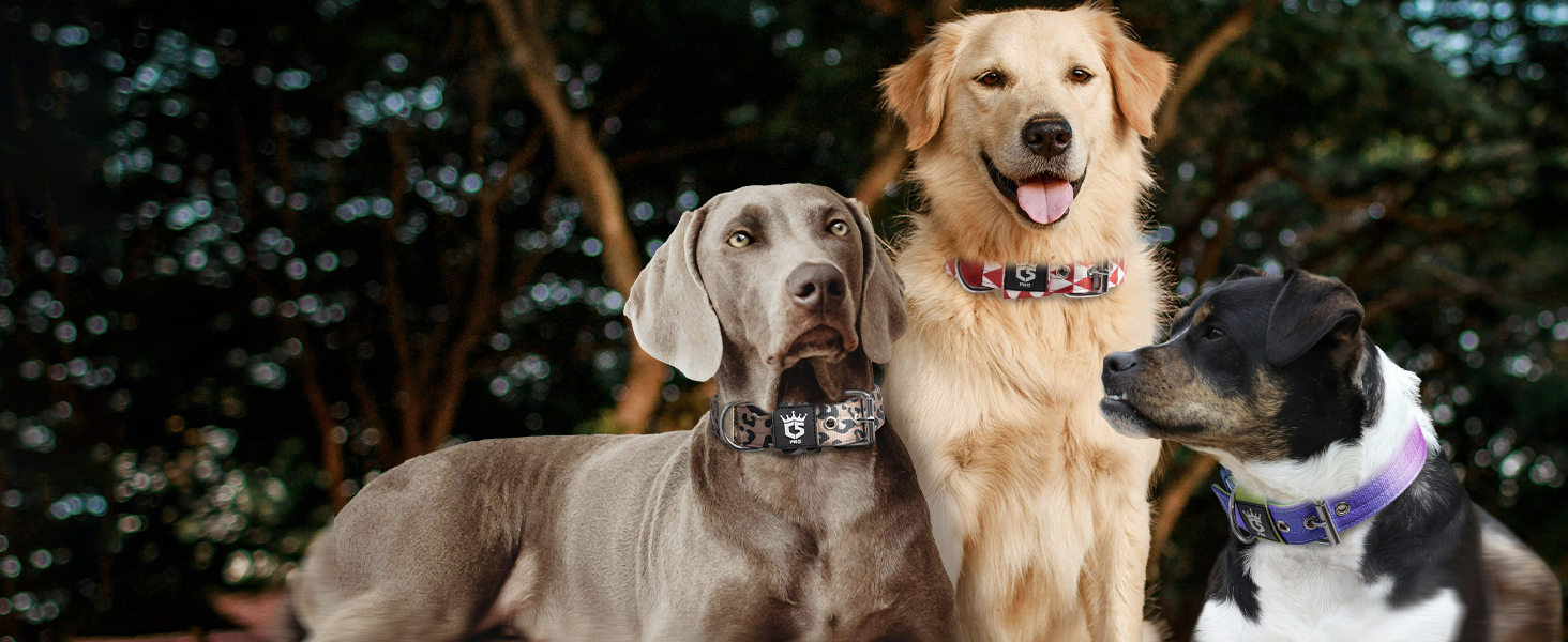 Тактичне нашийник для собак TSPRO, міцний, з металевою застібкою, 3.8 см, регульований, для середніх та великих собак (розмір M, 40-48 см), колір: фіолетовий
