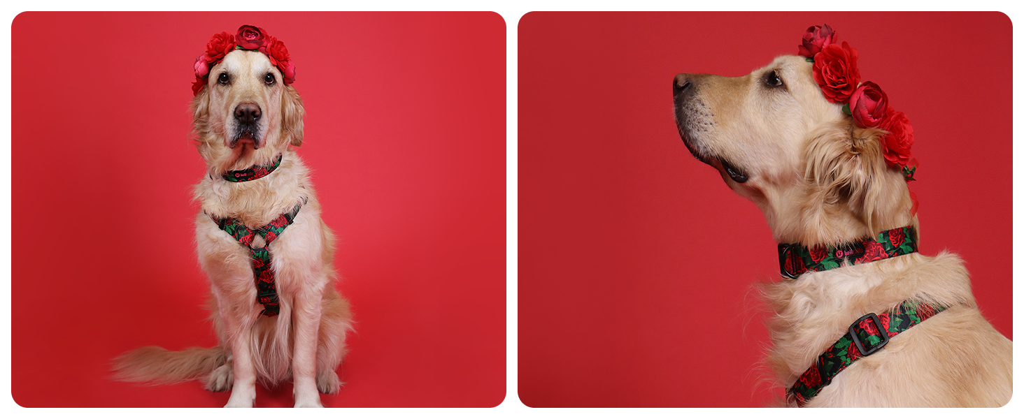 Шлейка для собак середніх порід Champagne Kiss M: регульована, не вбирає вологу, з контролем, легка