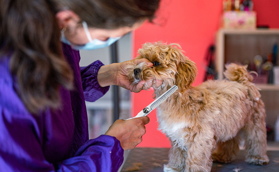 Професійна ножиця для грумінгу собак та котів, 6.5 дюймів, блакитна