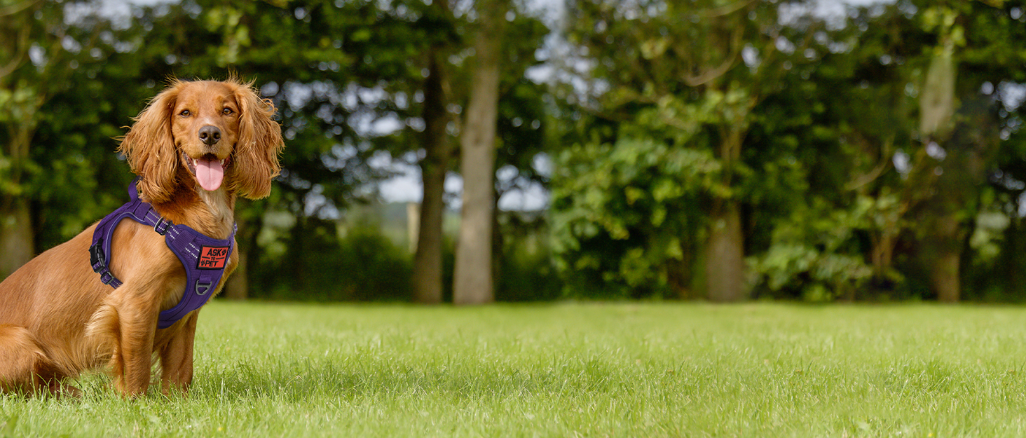 Нашийник для собак Rabbitgoo середнього розміру, анти-тяга, регульований з ручкою, міцний, тактичний, з металевими пряжками, для прогулянок (M, Оранжевий)