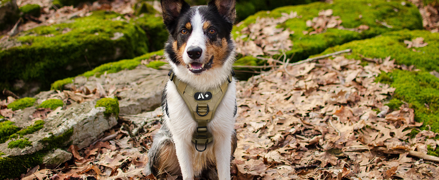 Шлейка для собак Rabbitgoo для великих собак без натягу, тактична нагрудна шлейка з MOLLE, металеві пряжки, дихаюча, військова, регульована, з підкладкою, L (1 шт., коричнева)